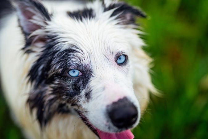 border collie blue merle dog