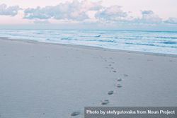 Beachy footprints, landscape 49PPn5