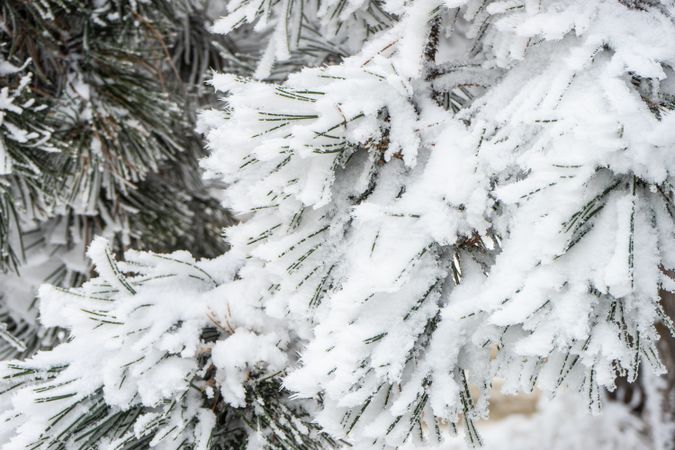 Winter snowy landscape