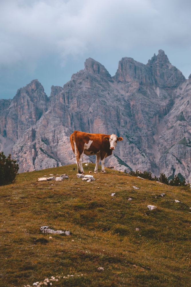 Cow grazing on pasture in during cloudy weather
