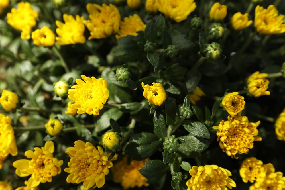 Beautiful yellow chrysanthemums with green leaves, close up