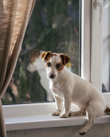 Jack Russell terrier sitting on window