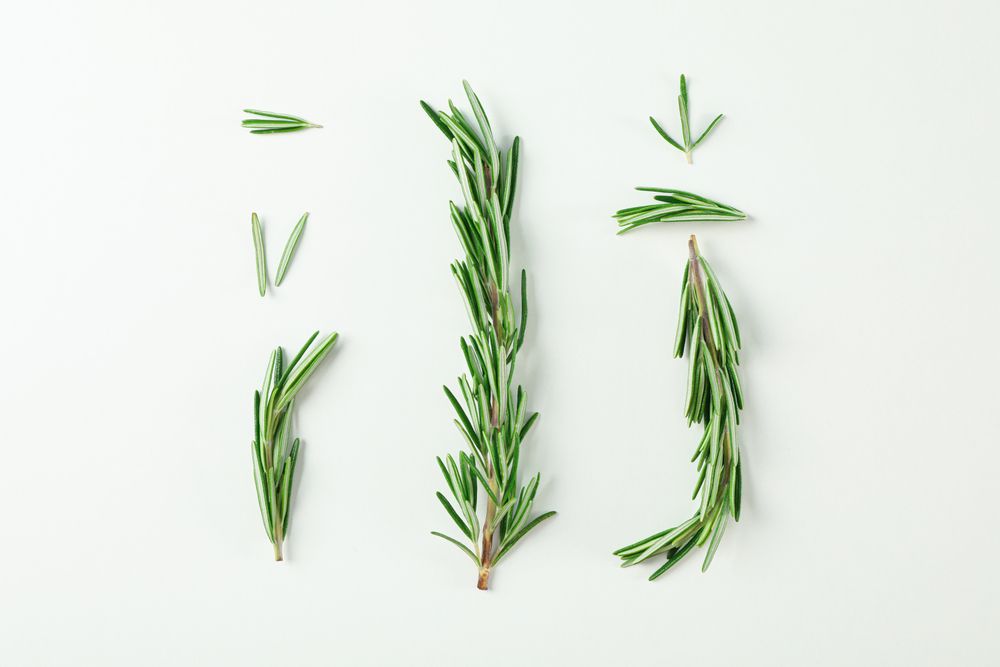 Flat lay composition with rosemary on neutral background, space for text
