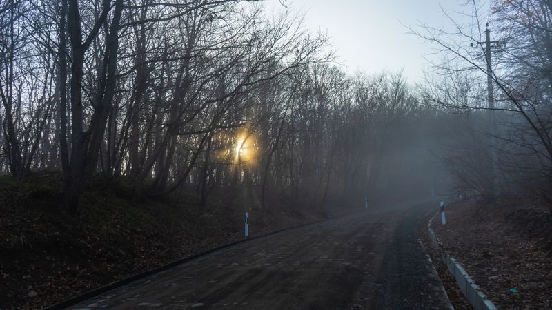 Sun peaking through foggy autumnal  forest