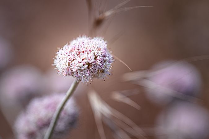 Side view of small flowers with pink streaks, close up