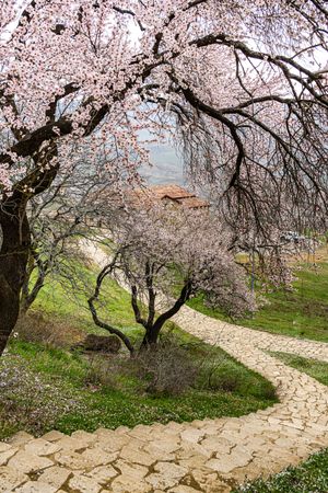 Spring landscape with blooming almond tree