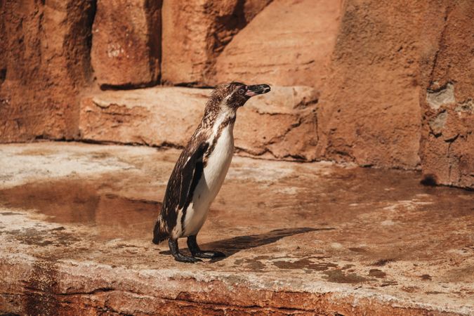 Adorable Humboldt penguin standing on rocky terrain in sunlight