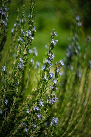 Fresh rosemary plant
