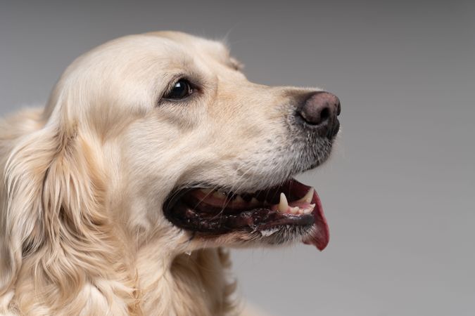 Side view of cute golden retriever in studio