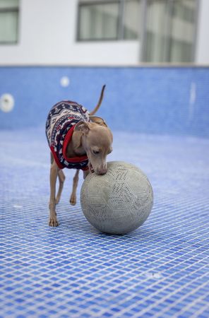 Italian greyhound dog playing in the pool with a ball