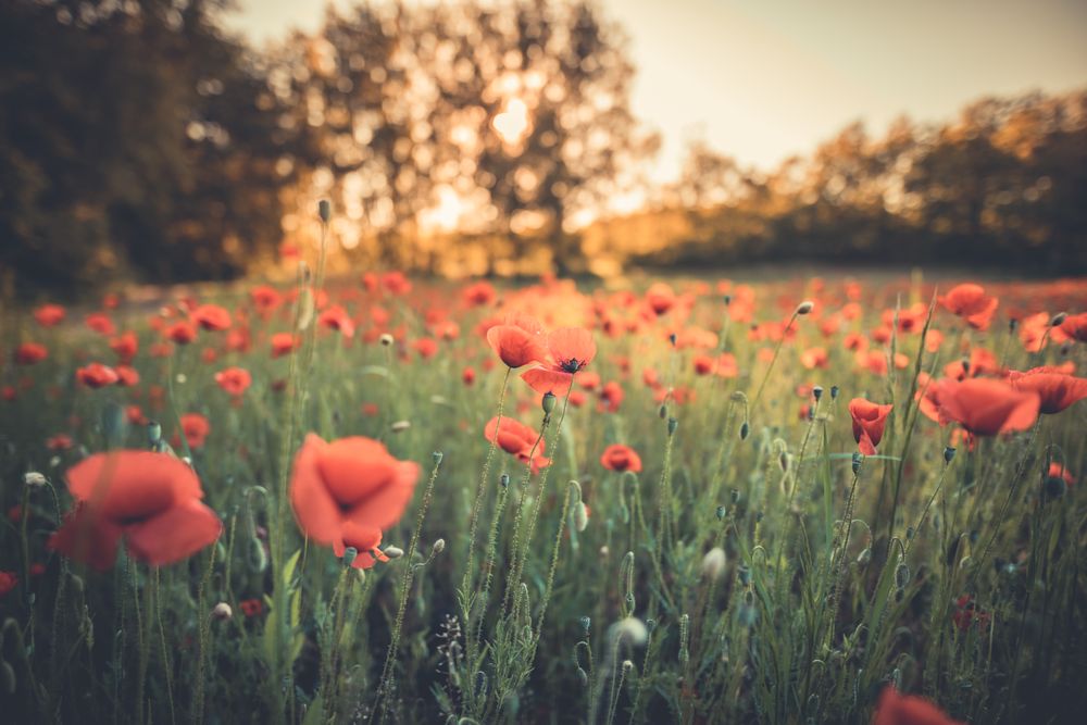 Beautiful red poppy flowers with hazy light