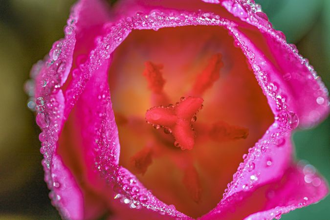Looking inside a pink tulip flower