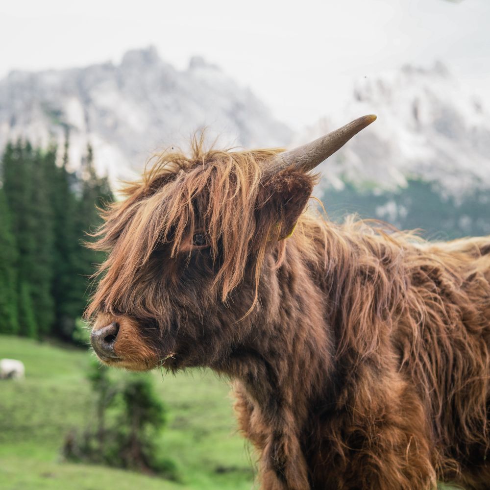 Brown highland cattle on green grass field