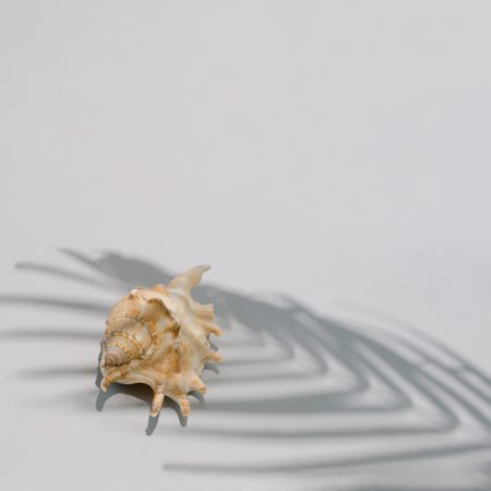 Seashell with palm tree shadow