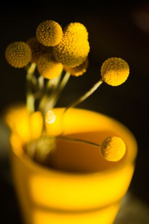 Craspedia flower in vase