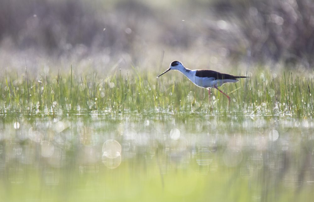 Wild bird walking on water