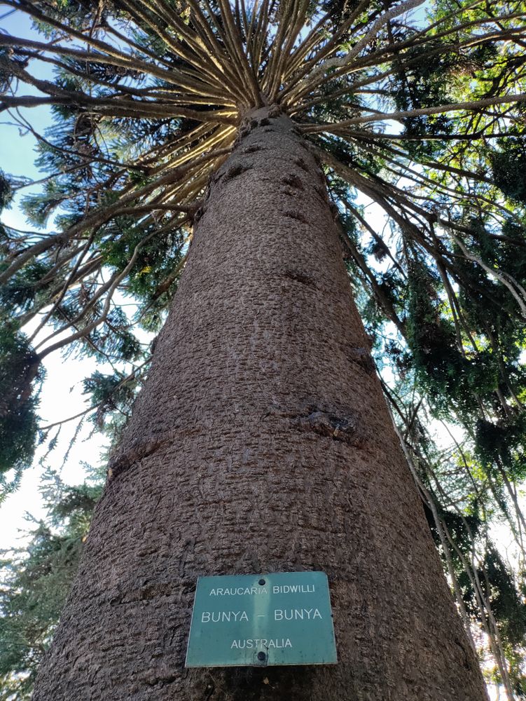 Looking up at a bunya-bunya tree