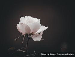 Light rose in dark background 0vr7B0
