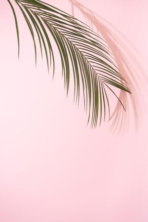 Tropical palm leaf with shadows against pink background