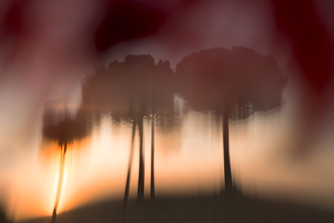 Defocused trees in sunset valley