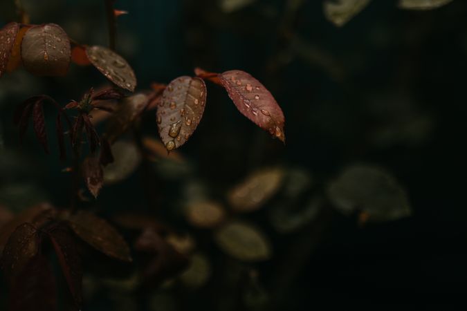 Wet green plant in garden
