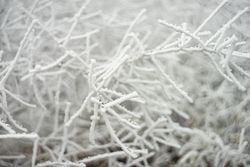 Close up of frosty bush