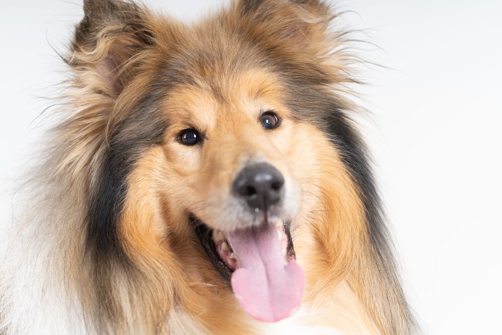 Cute Scottish shepherd with copy space in studio