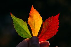 Person holding autumn leaves in hand in sunlight