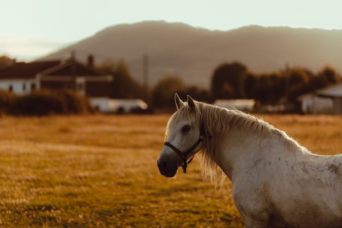 Horse grazing in meadow near tree