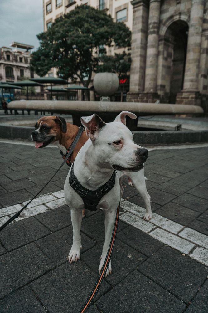 Boxer dog walking with Staffordshire terrier in street