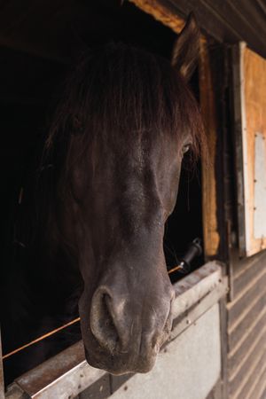 Brown horse in wooden stable