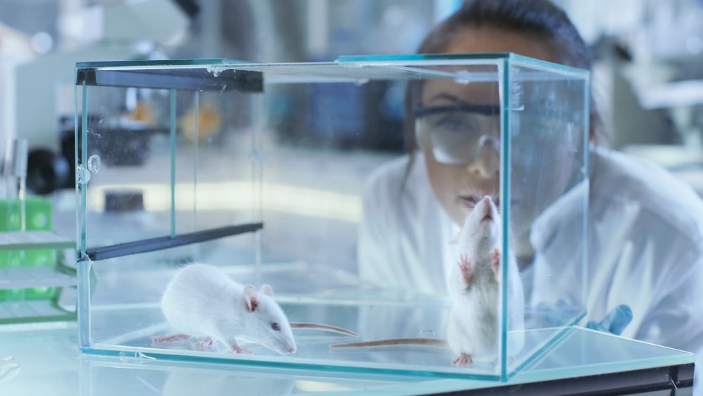 Medical Research Scientists Examines Laboratory Mice kept in a Glass Cage.