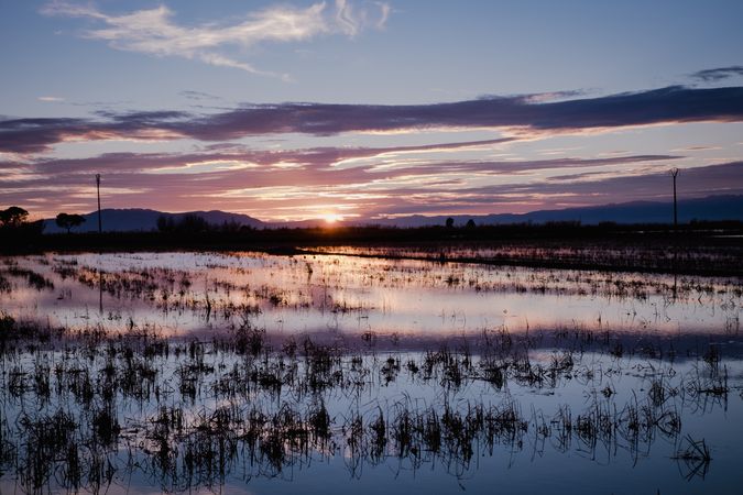 River delta with plants in water at sunset time