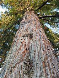 Looking up at a redwood tree on a sunny day