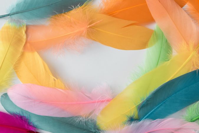Colorful feathers bordering light background