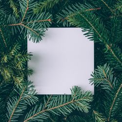 Christmas pine tree branches with paper card