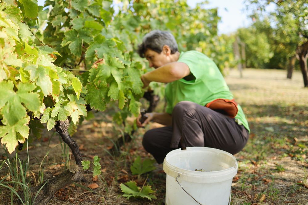 Vineyard work. White woman cutting grapes.