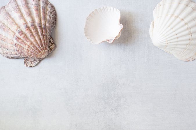 Seashells on a grey background with copy space. Flatlay