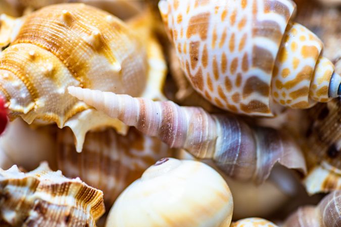 Close up of various sea shells
