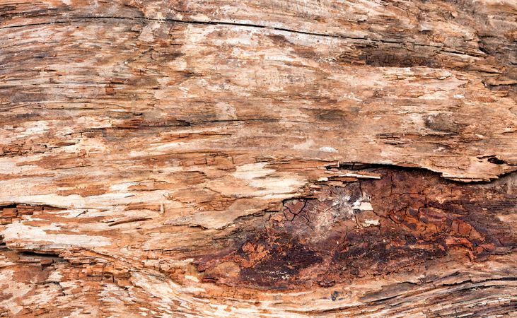 Old weathered tree bark