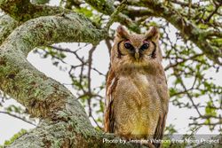 Verreaux's Eagle-Owl, Ndutu, Tanzania 5on2m0