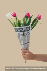 Hand holding spring tulips flowers wrapped in newspapers with Global Pandemic headline 0vw1o5