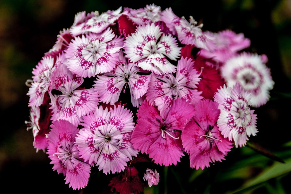 Bunch of delicate pink flowers among leaves