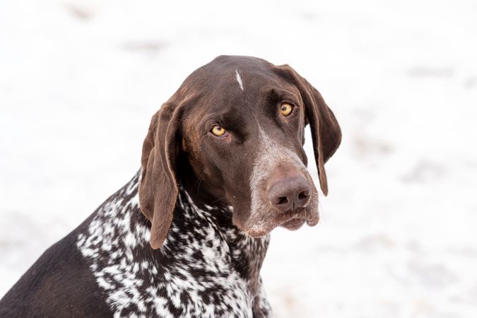 Brown dog looking pensive against snow.