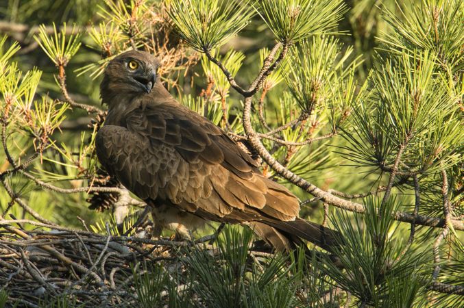 Eagle feeding newborn bird in nest