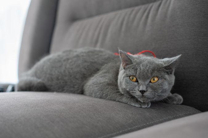 British Shorthair cat lying on couch