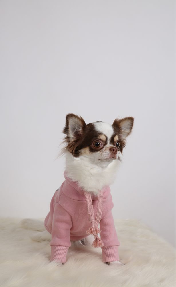 A long-haired Chihuahua wearing a pink outfit is sitting in front of a bright background