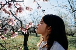 Close-up of A little brunette girl smelling the almond blossoms