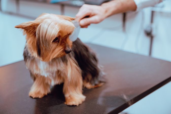 Crop groomer trimming fur of little dog