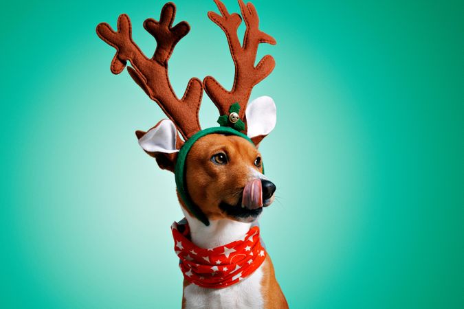 Portrait of dog licking it’s lips in festive antlers